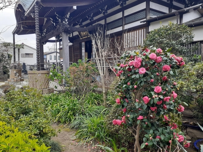 緑の中に赤が映えました「久しぶりのお墓参り」