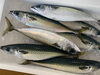 「本日鮮魚入荷してまーす。[岩牡蠣は７月から販売致します。]」