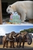 上　ホッキョクグマのピース、25歳の誕生会　下　アフリカゾウの家族「愛媛県立とべ動物園」