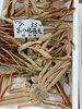 「本日から🦀販売中です」