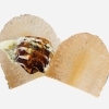 七味カープソースたこせん