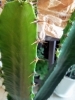 「観葉植物たくさん入ってます♪」
