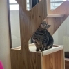 「オーダーメイドキャットタワーの製作🌿」