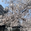 【最新版】千葉県の桜の開花状況（千葉・船橋・市川・習志野・鎌ケ谷・八千代）2023年