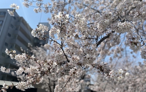 【最新版】千葉県の桜の開花状況（千葉・船橋・市川・習志野・鎌ケ谷・八千代）2023年