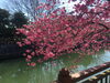 「海老川に梅の花」