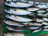 「3月18日の釣果」