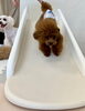 綺羅くん　駆け降りるタイプです😁「ましゅまろ幼稚園🐾パート２」
