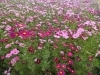 東温市 見奈良 見奈良お花畑のコスモスが満開です まいぷれ新居浜 まいぷれ西条編集部のニュース まいぷれ 西条市 東温市 見奈良 見奈良お花畑のコスモスが満開です まいぷれ新居浜 まいぷれ西条編集部のニュース まいぷれ 西条市