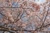桜スポット特集 佐世保市 佐々町 波佐見町 川棚町の花見スポット まいぷれ 佐世保