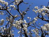 さくらんぼの花「なみはやだんご販売中です」