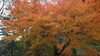 「紅葉（＾∇＾）」