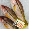 「魚魚市場おすすめ商品は「ビンチョウマグロ・シマイサキ」です♪」