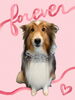 「Dog salon mofu mofu　余市町」