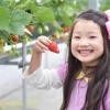 千葉、船橋、市川、習志野から行けるイチゴ狩り特集