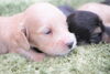 「ミニチュアダックス子犬情報」
