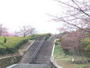「魚魚の宿上の公園　河津桜の開花情報（2月16日）」