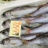 「魚魚市場鮮魚コーナーおすすめは「ツキヒガイ・マテ貝」です♪」