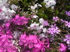 「【西条市・禎瑞】定番の芝桜、今年も綺麗に咲いています♪」