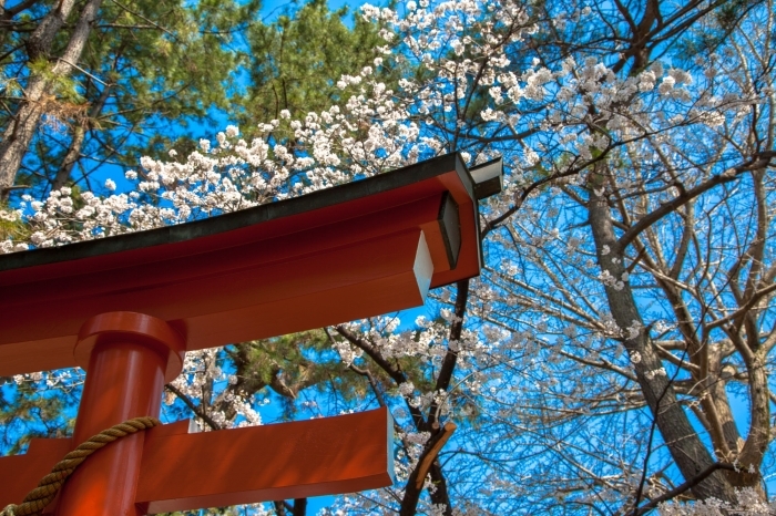 鳥居と桜のコントラストが美しいです