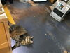 「ヒーターの前でゴロゴロ」