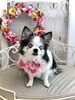 姫ちゃん「秋桜とわんこ🐾」