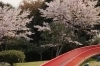 桜スポット特集 佐世保市 佐々町 波佐見町 川棚町の花見スポット まいぷれ 佐世保