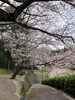 鹿ノ子池公園「お花見」