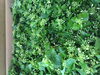 「カネマン通信　わさびの花」