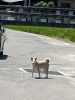 「【西条市 湯之谷温泉付近】迷い犬、見かけました。顔が白く穏やかそうな中型犬です。」