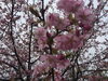 「昨日、少しでしたがお花見出来ましたよ*\(^o^)/*」