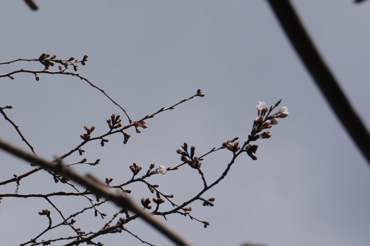 「今は何分咲き！？　習志野市の桜事情　(鷺沼城址公園～さぎぬまじょうしこうえん～)」