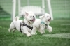 【中古】 犬・犬・犬（ドッグ・ドッグ・ドッグ） ２/小学館/さそうあきら 犬・犬・犬（ドッグドッグドッグ） 1 | 書籍 | 小学館