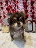 ミックス犬　カット「🐶ミックス犬、トリミングのお友達❤️」