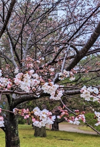 「「まいぷれ桜情報」①」