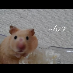 名前をよぶと振り返る！おもしろ可愛いハムスターcute funny hamster　＃10