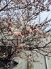 「春ですね〜*\(^o^)/*」