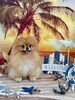 つくねちゃん「サンセットビーチ🏖️」
