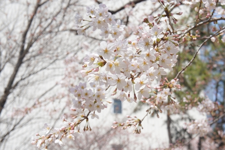 「いい季節ですね！　桜が見頃の津田沼一丁目公園」