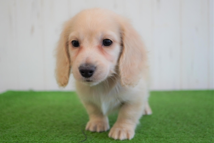 「ミニチュアダックス子犬情報」