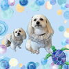 「Dog salon mofu mofu　余市町」
