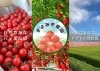「きよみず農園」長野県八ヶ岳・原村で育つ甘いミニトマトを直売所で