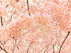 「４月がスタートしましたね！Palmもリフレッシュします。４月店休日のお知らせ(^^)」