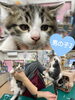 「里親募集のお知らせ〜里親さんが見つかりました〜」