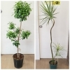 はなやホック皆生店 観葉植物大流行 はなや皆生店のニュース まいぷれ 米子