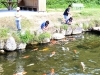 休憩所そばの池では、美しい鯉を鑑賞できる（えさ代100円）「神郷 紙の館・水車」