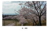 「桜　満開」