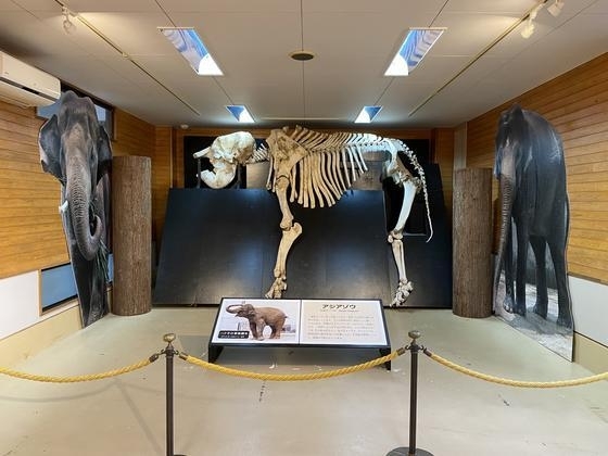 アジアゾウの全身骨格も常設展示中「これからZOO～っとよろしくね！次世代を紡ぐ仲間たち」