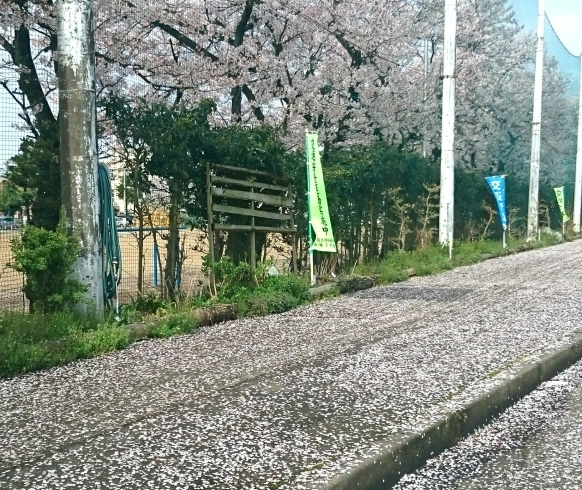 「散る桜」