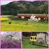 「今年の桜、楽しみましたか?　」